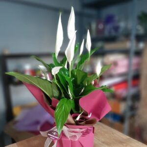 Dev Boy Dekoratif Saksıda Spatifilyum (Barış Çiçeği)