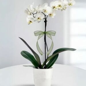 Lüks Seramik Saksıda Tek Dal İthal Beyaz Phalaenopsis Orkide