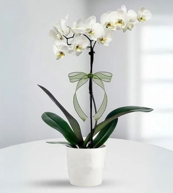 Lüks Seramik Saksıda Çift Dal İthal Beyaz Phalaenopsis Orkide