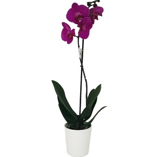 Lüks Seramik Saksıda Tek Dal İthal Mor Phalaenopsis Orkide