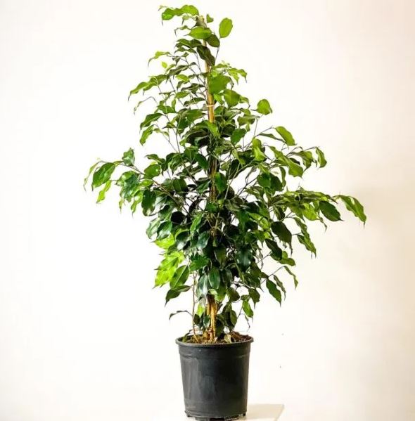 Dev Boy Salon Bitkisi Ficus Benjamin