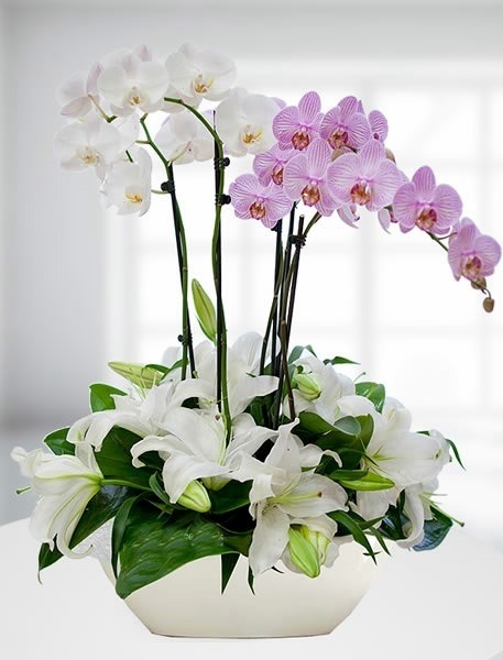 VIP Çoklu İthal Phalaenopsis Orkide Aranjmanı